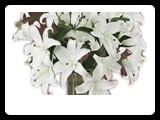 Código: fr-002
Arreglo: Bouquet de Lílis blancas
